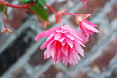 Close-up of pink flower