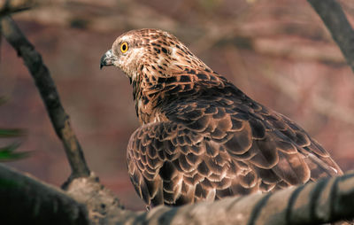 Close-up of bird