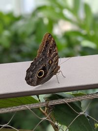 Close-up of butterfly on leaf