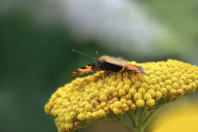 Close-up of insect on yellow flower