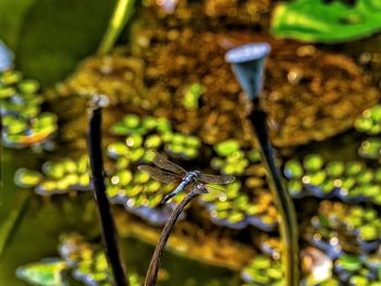 Close up of a bird on plant