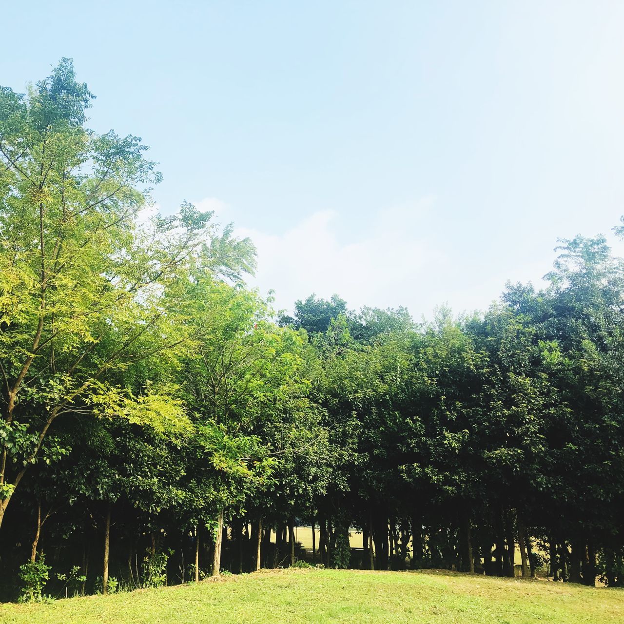 tree, plant, sky, nature, growth, beauty in nature, green color, tranquility, land, day, no people, park, outdoors, environment, sunlight, grass, forest, landscape, green, tranquil scene, leaves