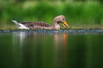 Side view of a bird in a water