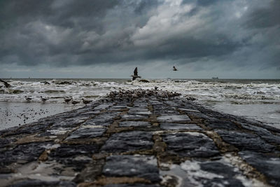 View of birds on beach against sky