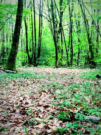 View of trees in forest