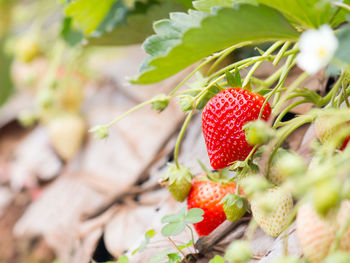 Close-up of strawberry growing on plant