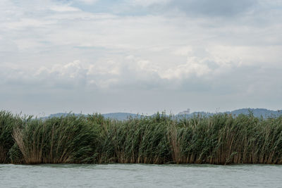 Plants growing on land against sky