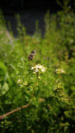 Close-up of bee pollinating on flower