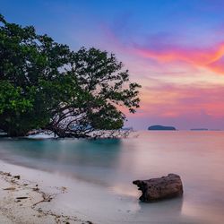 Tree by sea against sky during sunset