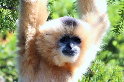 Close-up of monkey on tree