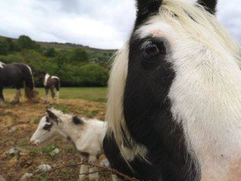 Horses in a field