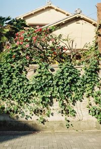 Plants growing on a wall