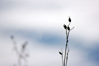 Close-up of plant against sky