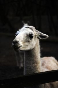 Close-up of an animal looking away