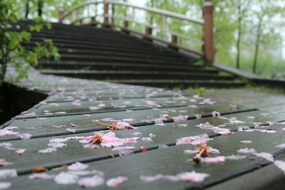 Petals fallen on bench against footbridge at park