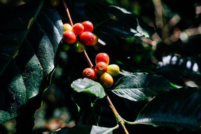 Close-up of cherries on tree coffee