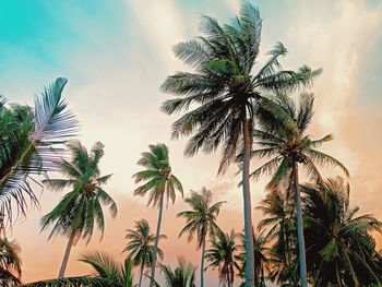 Low angle view of palm trees against sky