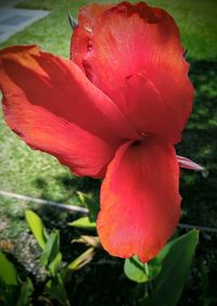 Close-up of red rose flower