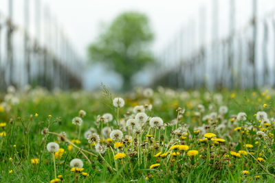 Close-up of flowering plants on field