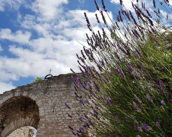 Low angle view of purple flowering plants against cloudy sky