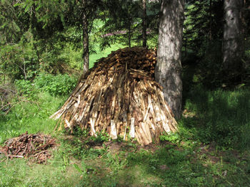 View of tree trunk in forest