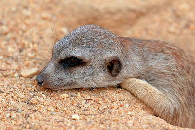 Close-up of meerkat relaxing on sand