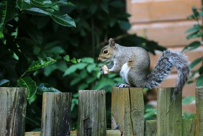 Squirrel sitting on wooden fence