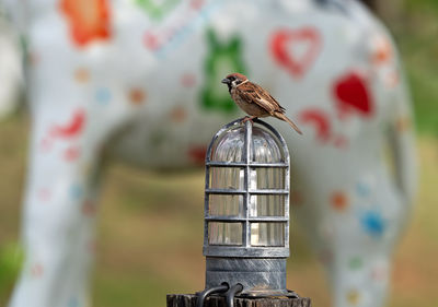 Close-up of bird perching on feeder