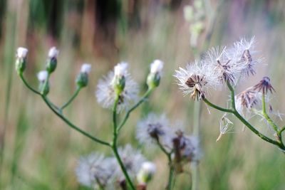 Close-up of wilted flowers on field