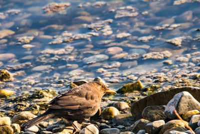 High angle view of lizard on rocks at beach