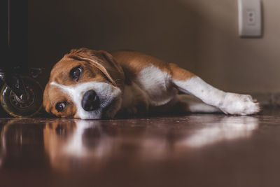 Portrait of dog resting on floor at home