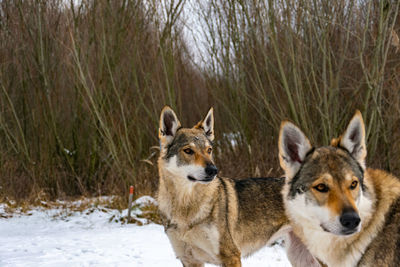 View of two dogs on snow