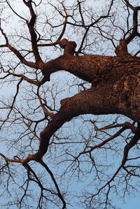 Low angle view of bare tree against sky