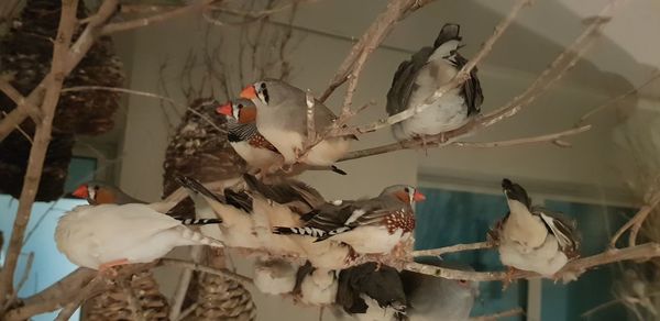 Birds perching on branch