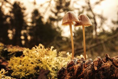 Close-up of mushroom growing on field