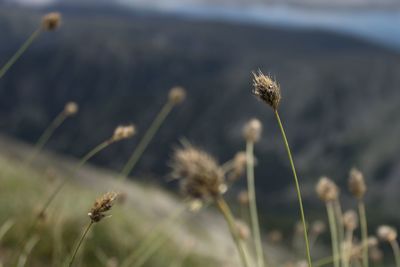 Close-up of plant on field