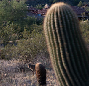 Rear view of horse grazing on field
