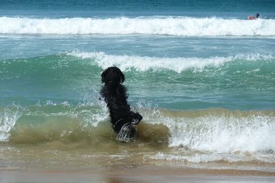 Playful dog at beach