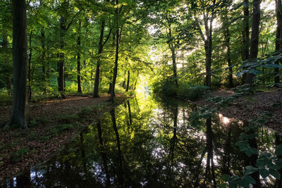 View of trees in forest