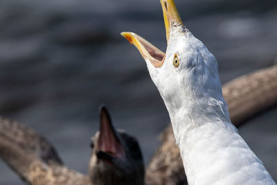 Close-up of a bird