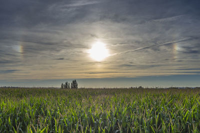 Scenic view of field against sky at sunset