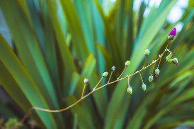 Close-up of fresh green plant