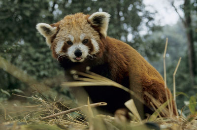 Portrait of an animal on field