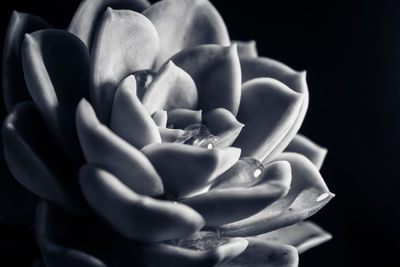 Close-up of flower over black background