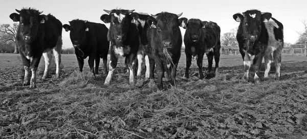 Cows grazing on field