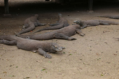 High angle view of lizard on sand