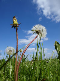 Low angle view of dandelion against sky