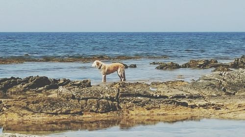 Sheep standing on rock by sea against clear sky