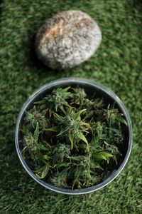 High angle view of vegetables in bowl