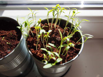High angle view of potted seedlings on window sill